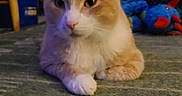 Cinnamon is registered to the contest to win money with this photo: animal, blue_toy, carpet, cat, close_up, curtains, feline, furniture, home, indoors, living_room, lying_down, orange_cat, pet, plush_toy, portrait, relaxed, sitting, white_cat, window