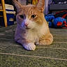 animal, blue_toy, carpet, cat, close_up, curtains, feline, furniture, home, indoors, living_room, lying_down, orange_cat, pet, plush_toy, portrait, relaxed, sitting, white_cat, window