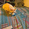 animal, bed, bedroom, bedspread, blanket, cat, charging_cable, cluttered_room, crouching, curious, ears, eyes, feline, indoor, orange_cat, pet, remote_control, striped_fabric, whiskers, white_cat