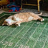 animal, cat, chair, cozy, feline, fur, green_rug, home, indoor, lying_down, orange_cat, paws, pet, playful, relaxed, sleeping, tail, toys, whiskers, white_cat