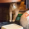 cat, chair, cooler, fluffy, furniture, ginger_cat, green_eyes, indoor, longhaired, paws, pink_nose, plastic_bag, portrait, sitting, standing, storage, under_table, whiskers, white_chest, wooden_table