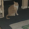 cat, indoor, orange_cat, white_cat, rug, floor, scratching_post, furniture, curious, pet, domestic, house, room, carpet, looking_away, animal, domestic_cat, quiet, flooring, background