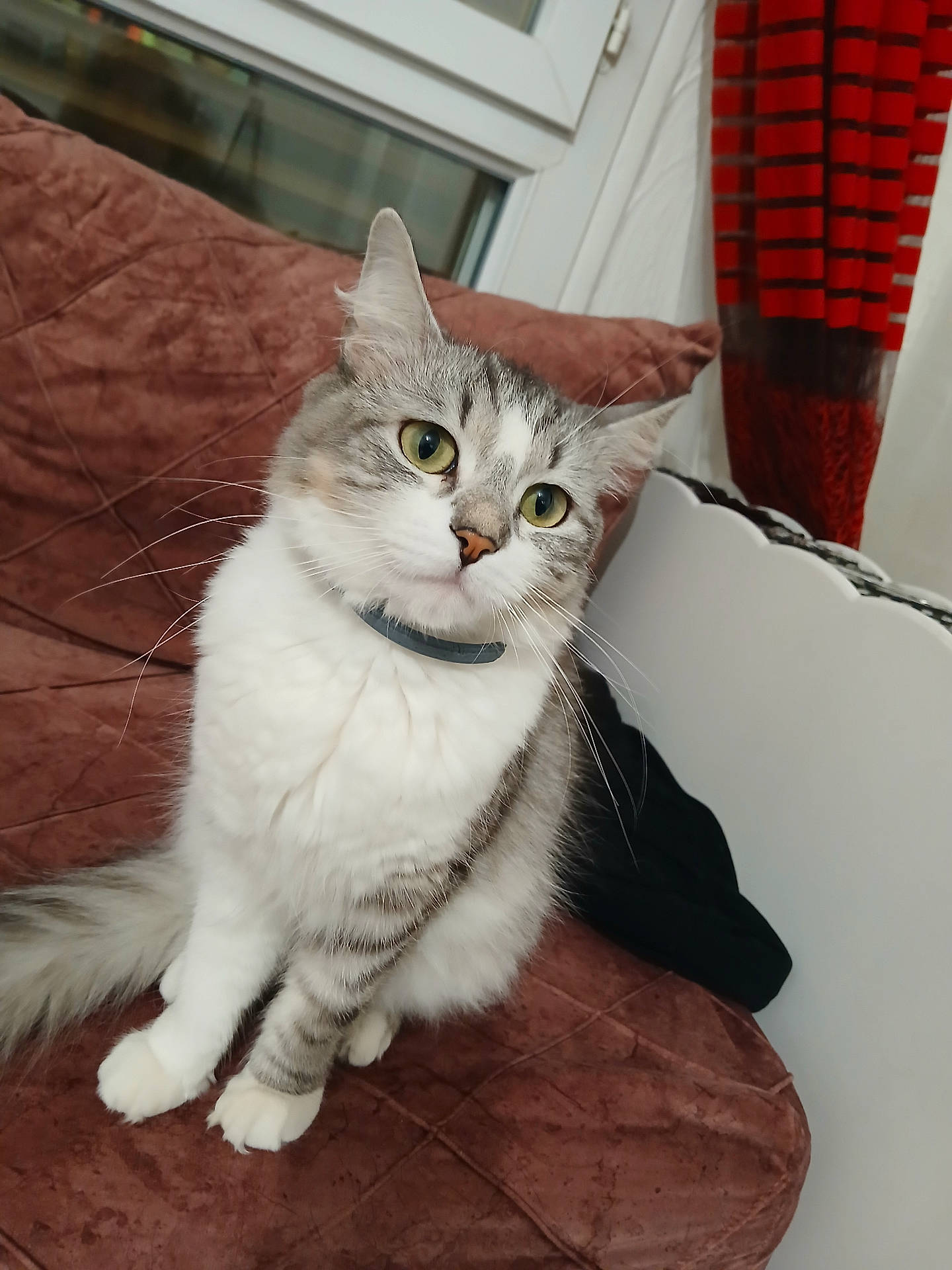abyssinian, angora, animal, architecture, armchair, building, cat, chair, couch, cushion, furniture, hardwood, homedecor, indoors, kitten, livingroom, manx, pet, room, wood