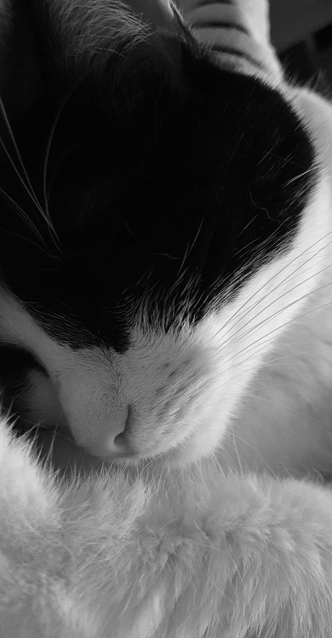 Maya a rejoint le concours — aidez-le/la à gagner de superbes lots ! black, black_and_white, carnivore, cat, close_up, ear, eye, felidae, fur, monochrome, monochrome_photography, nap, nose, photography, small_to_medium_sized_cats, snout, whiskers, white
