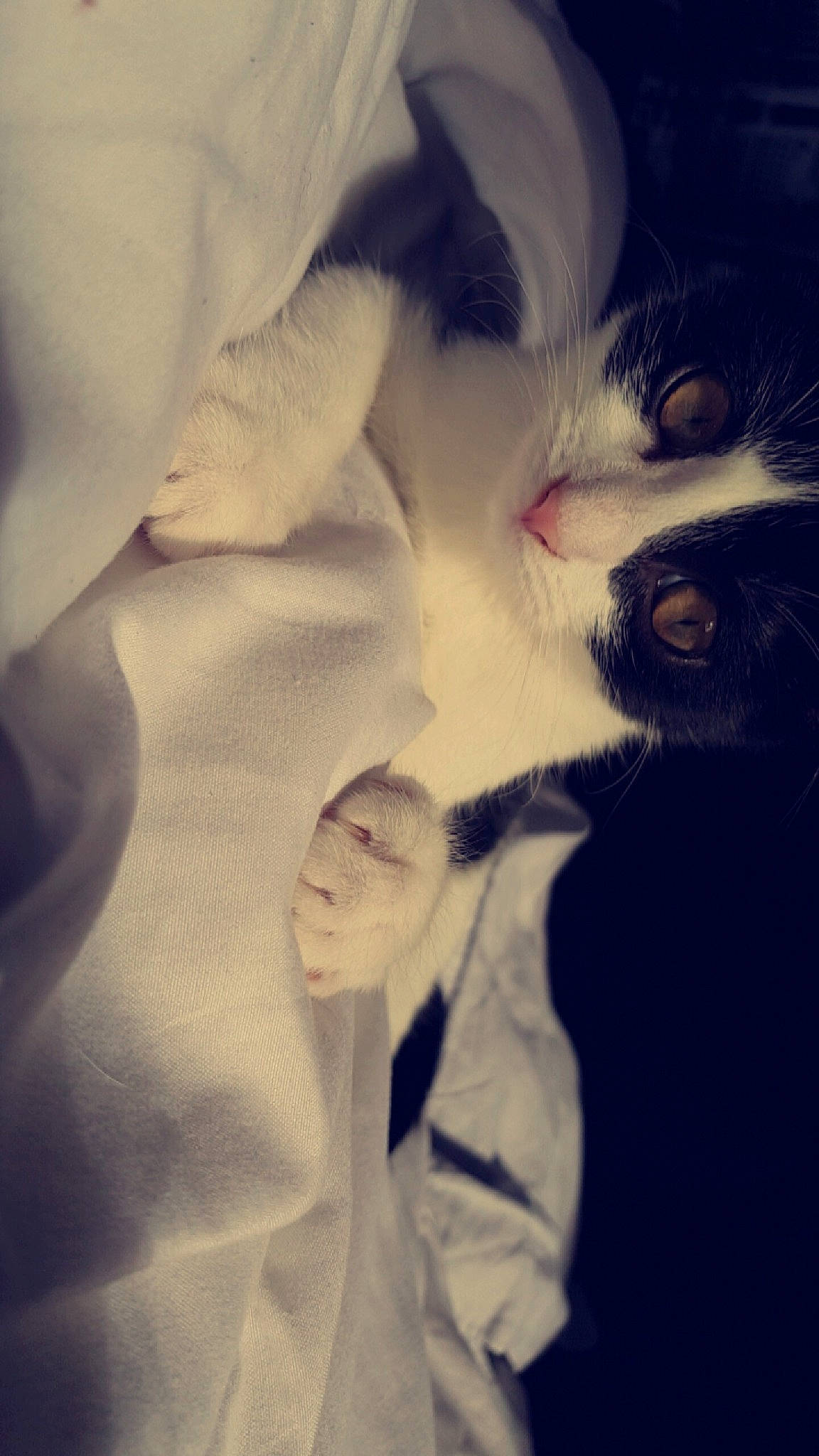 Maya participe au concours pour gagner de l'argent avec cette photo : black_and_white, cat, ear, eye, felidae, fur, kitten, nose, photography, small_to_medium_sized_cats, style, whiskers, white