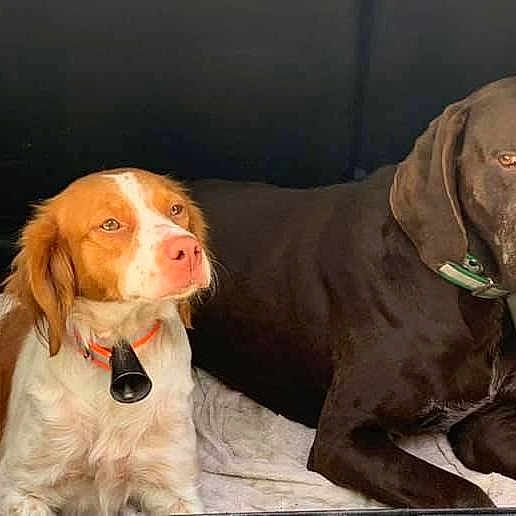 Paula Et Harry a rejoint le concours — aidez-le/la à gagner de superbes lots ! dog, brown_dog, white_and_brown_dog, pets, animal, canine, collar, resting, blanket, car_trunk, indoor, fur, companions, relaxed, alert, two_dogs, mammal, domestic_animal, vehicle, animal_portrait