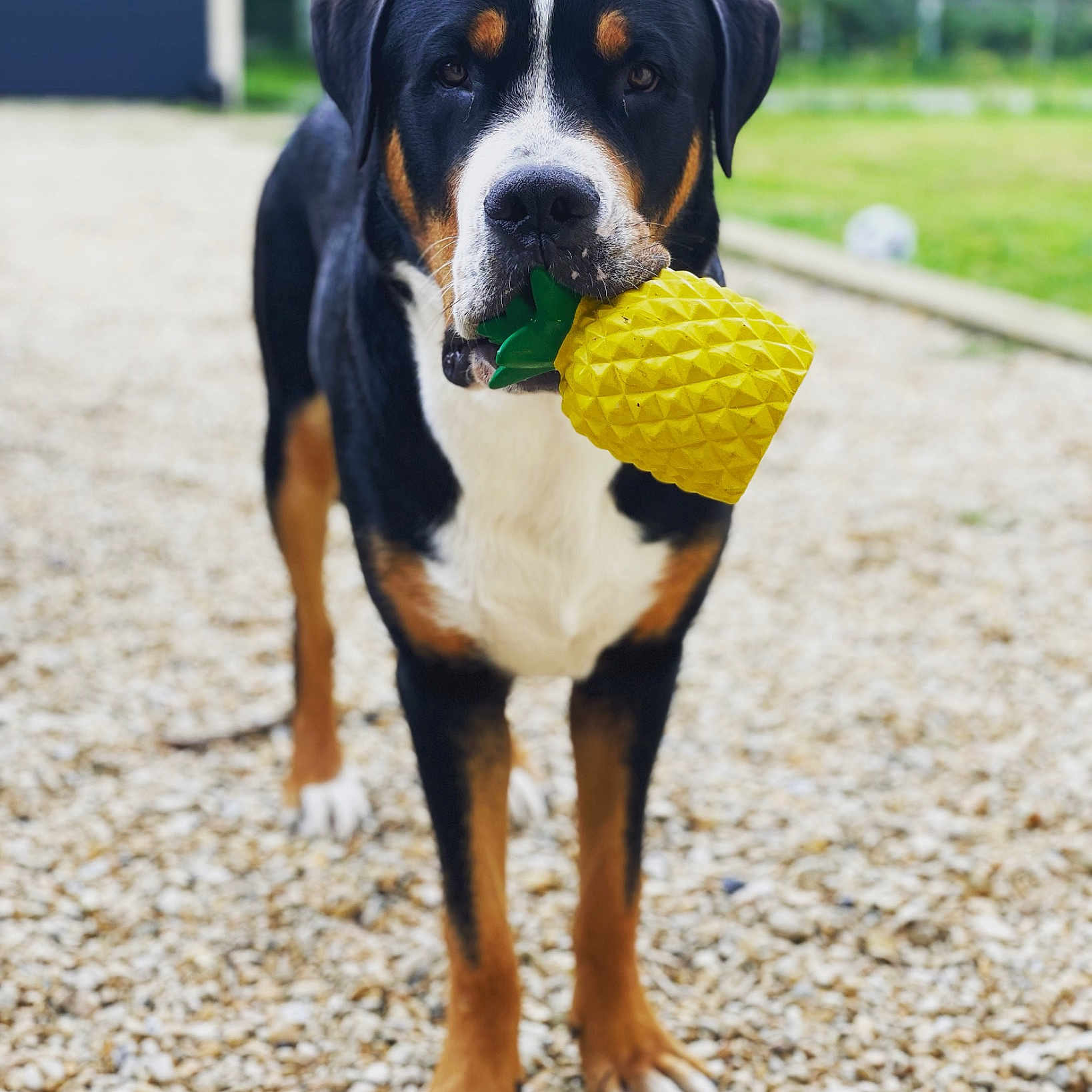 Rox