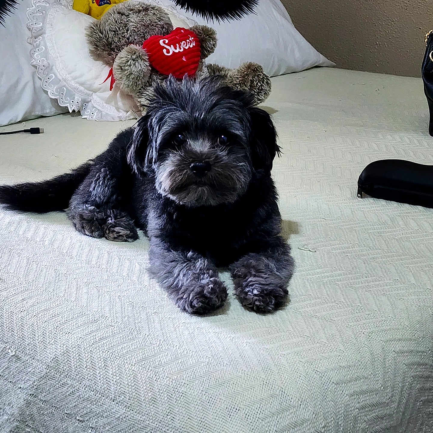 Candy is registered to the contest to win money with this photo: dog, bed, pillow, blanket, stuffed_toy, teddy_bear, heart, fur, black, gray, texture, indoor, cozy, resting, cute, pet, sleeping_area, decor, eyelash_design, relaxation