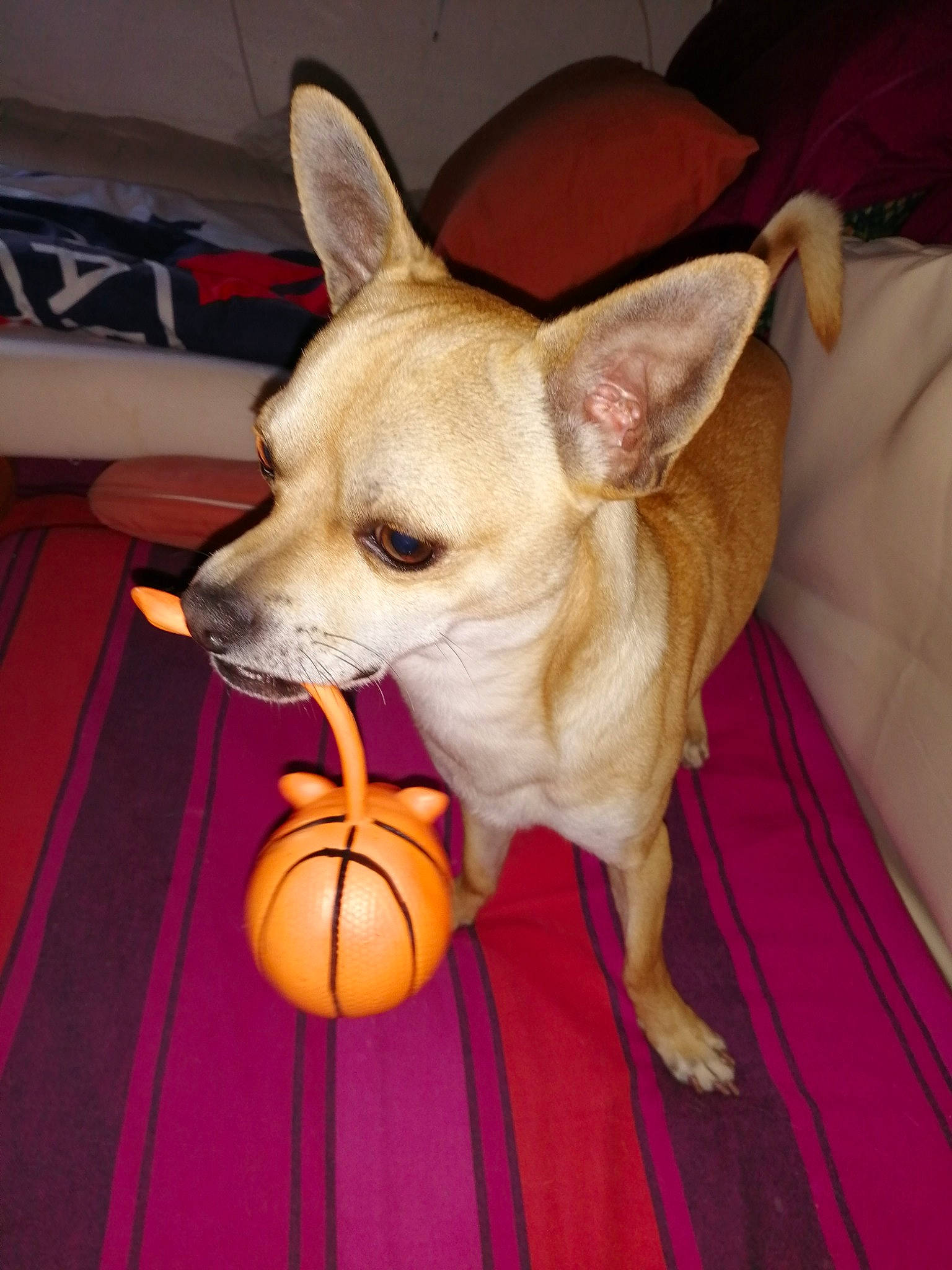 Guigui a rejoint le concours — aidez-le/la à gagner de superbes lots ! ancient_dog_breeds, canidae, carnivore, chihuahua, companion_dog, corgi_chihuahua, dog, dog_breed, dog_toy, ear, fawn, mammal, non_sporting_group, puppy, russkiy_toy, snout, toy_dog, vertebrate