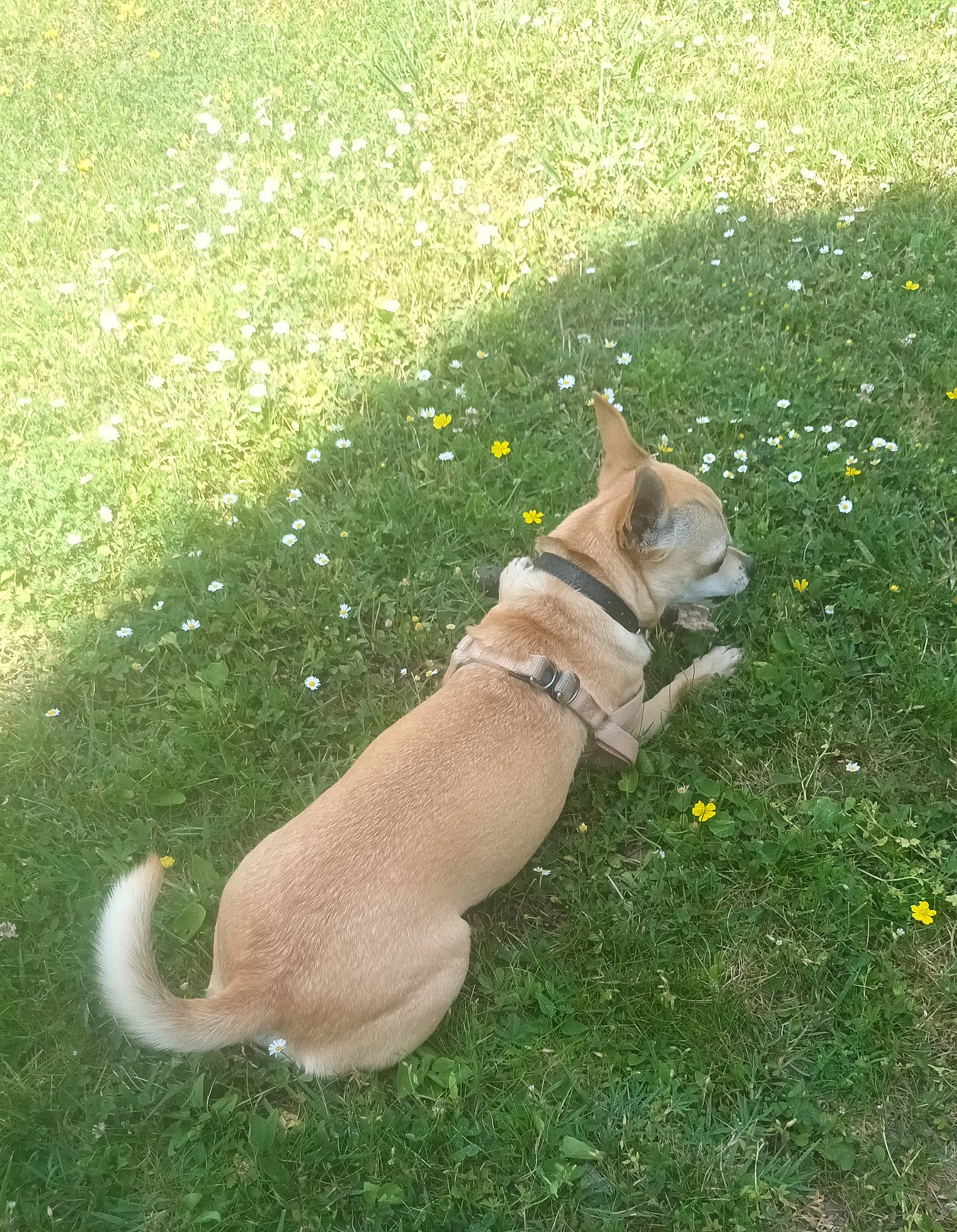 Guizmo participe au concours pour gagner de l'argent avec cette photo : bulldog, canidae, carnivore, collar, companion_dog, dog, dog_breed, dog_collar, fawn, grass, lawn, leash, mammal, plant, snout, sporting_group, tail, toy_dog, vertebrate, working_animal