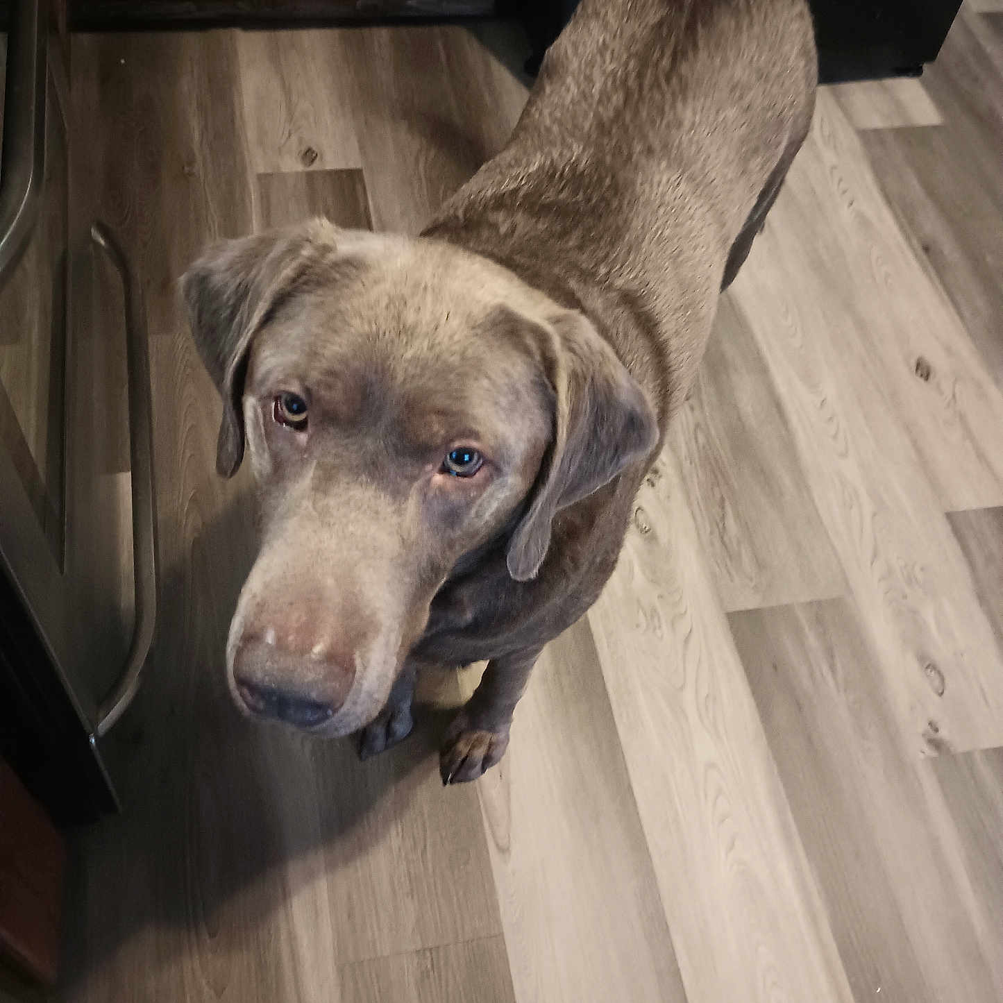 Rex joined the competition — help win amazing prizes! animal, appliance, brown_dog, cabinet, canine, curious, dog, domestic_animal, ears, floor, fur, indoor, kitchen, looking_up, mammal, paws, pet, snout, tail, wooden_floor