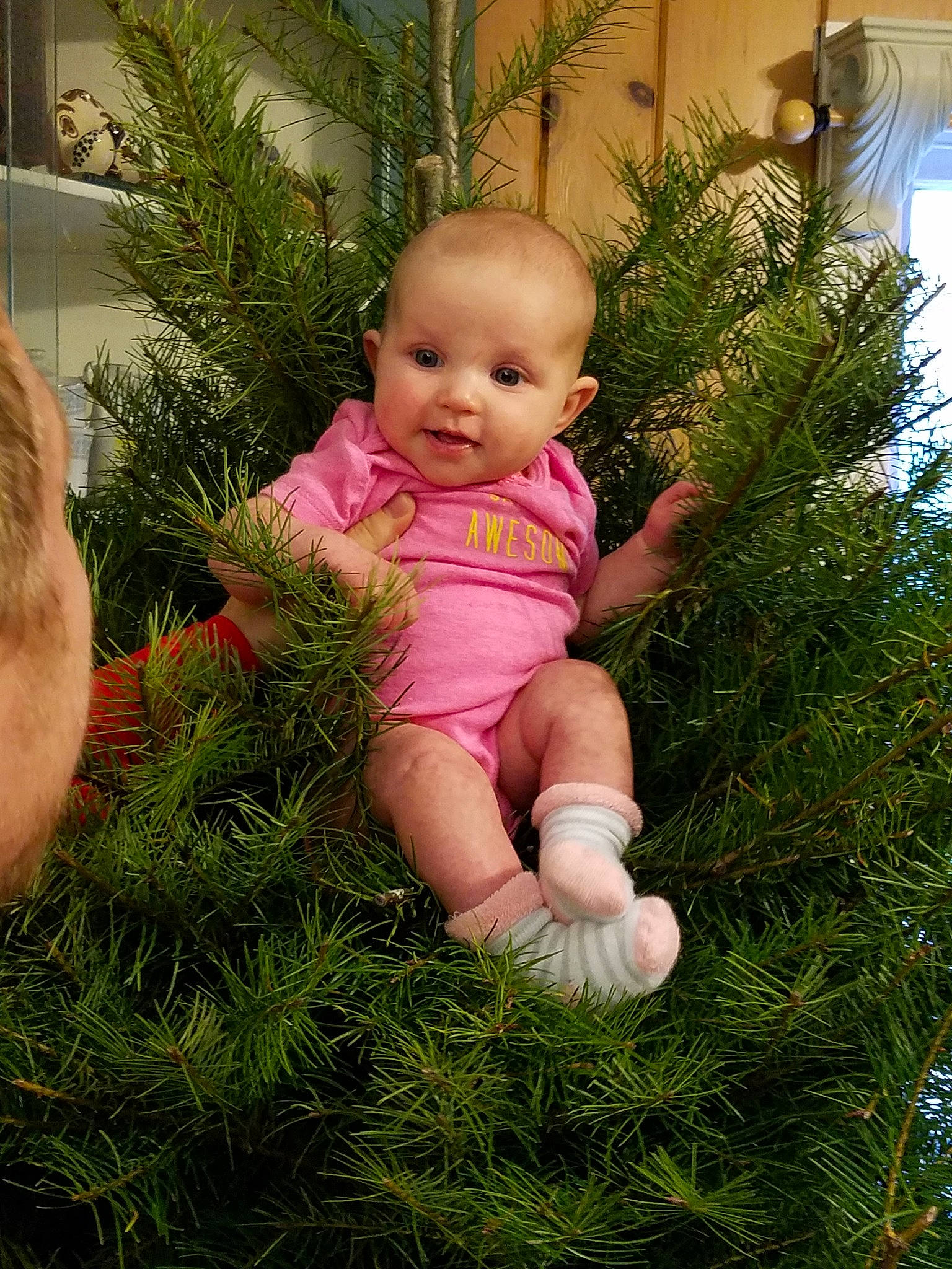 Rosemary is registered to the contest to win money with this photo: child, christmas, fun, girl, grass, infant, person, plant, skin, smile, toddler, tree