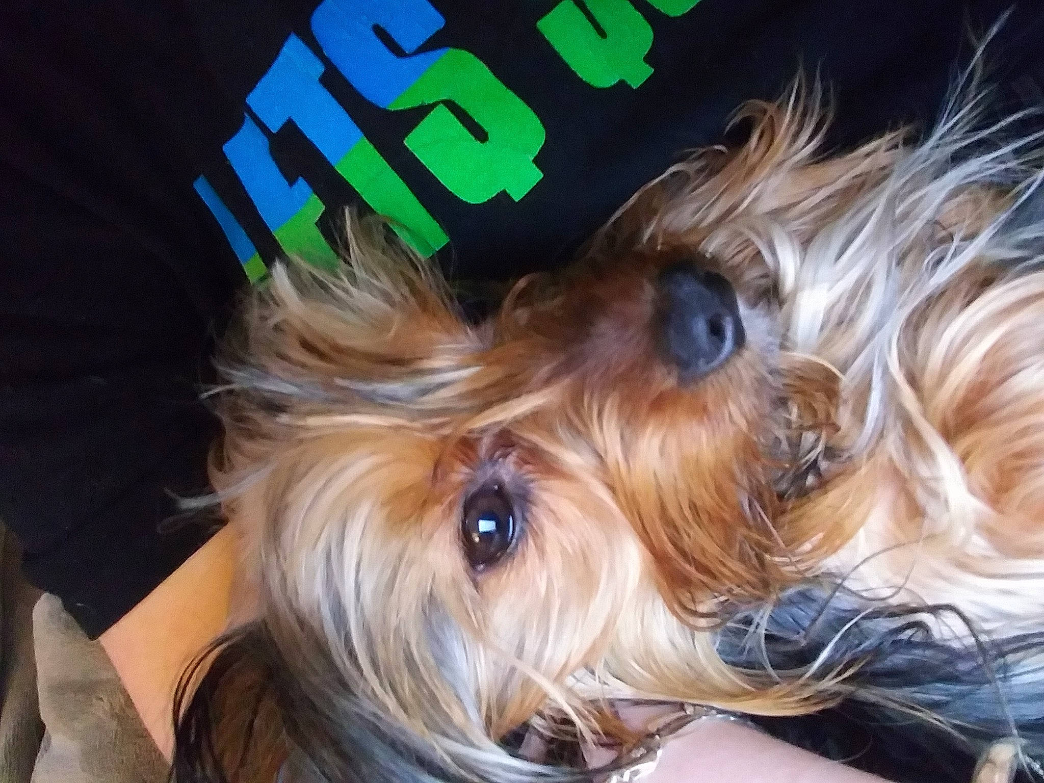 Daisy Duke joined the competition — help win amazing prizes! biewer_terrier, canidae, carnivore, companion_dog, dog, dog_breed, dog_supply, firefighter, fur, liver, maltepoo, small_terrier, snout, sporting_group, terrier, toy_dog, water_dog, working_animal, yorkipoo, yorkshire_terrier