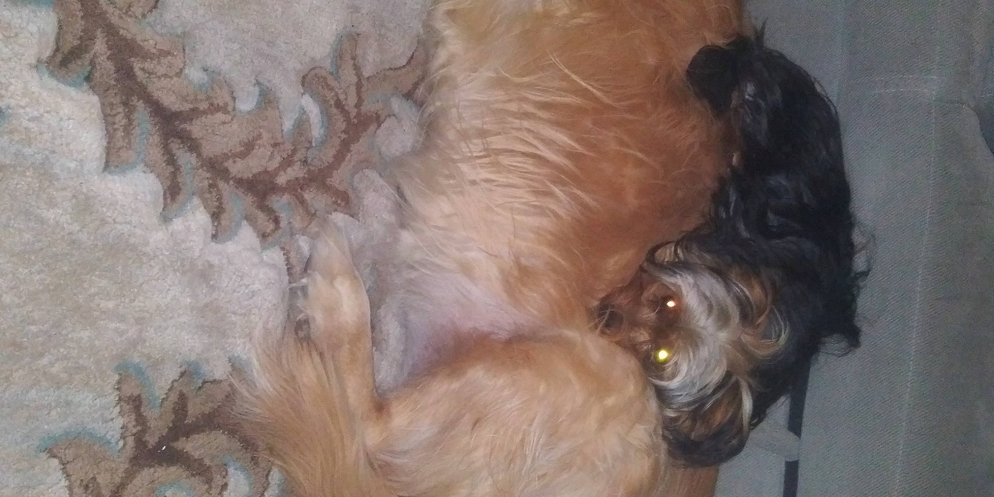 Daisy Duke is registered to the contest to win money with this photo: canidae, carnivore, companion_dog, dog, dog_breed, ear, fawn, fur, liver, natural_material, non_sporting_group, small_terrier, sporting_group, tail, terrier, toy_dog, wood, working_animal, wrinkle