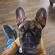 Rip joined the competition — help win amazing prizes! black_nose, brown_fur, collar, couch, cute, dog, ears, footwear, french_bulldog, home, indoor, jeans, looking_up, paw, person, pet, puppy, shoe, tag, wooden_floor