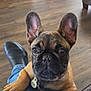 black_nose, brown_fur, collar, couch, cute, dog, ears, footwear, french_bulldog, home, indoor, jeans, looking_up, paw, person, pet, puppy, shoe, tag, wooden_floor