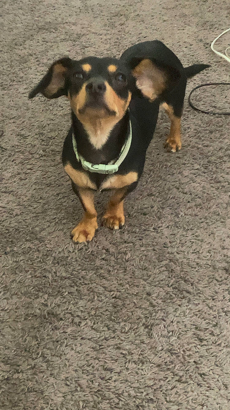 Nova joined the competition — help win amazing prizes! animal, black_dog, canine, carpet, collar, curious, cute, dog, domestic_animal, ears, floor, four_legs, household, indoor, looking_up, pet, small_dog, standing, tail, tan_dog