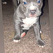 Stella joined the competition — help win amazing prizes! puppy, dog, blue_eyes, carpet, indoor, pet, young_dog, canine, fur, animal, cute, small, standing, front_view, domestic_animal, snout, ears, four_legs, white_markings, gray_fur