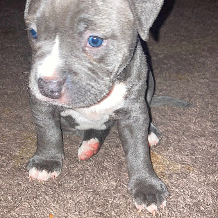 Stella joined the competition — help win amazing prizes! puppy, dog, blue_eyes, carpet, indoor, small_dog, cute, young, pet, animal, floppy_ears, brown_carpet, pink_paws, domestic, mammal, adorable, fur, sitting, curious, cautious