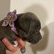 Stella joined the competition — help win amazing prizes! puppy, dog, gray, flower_collar, hand, shadow, wall, pet, cute, young, animal, domestic_animal, fur, collar, indoor, small, portrait, side_view, mammal, looking_down