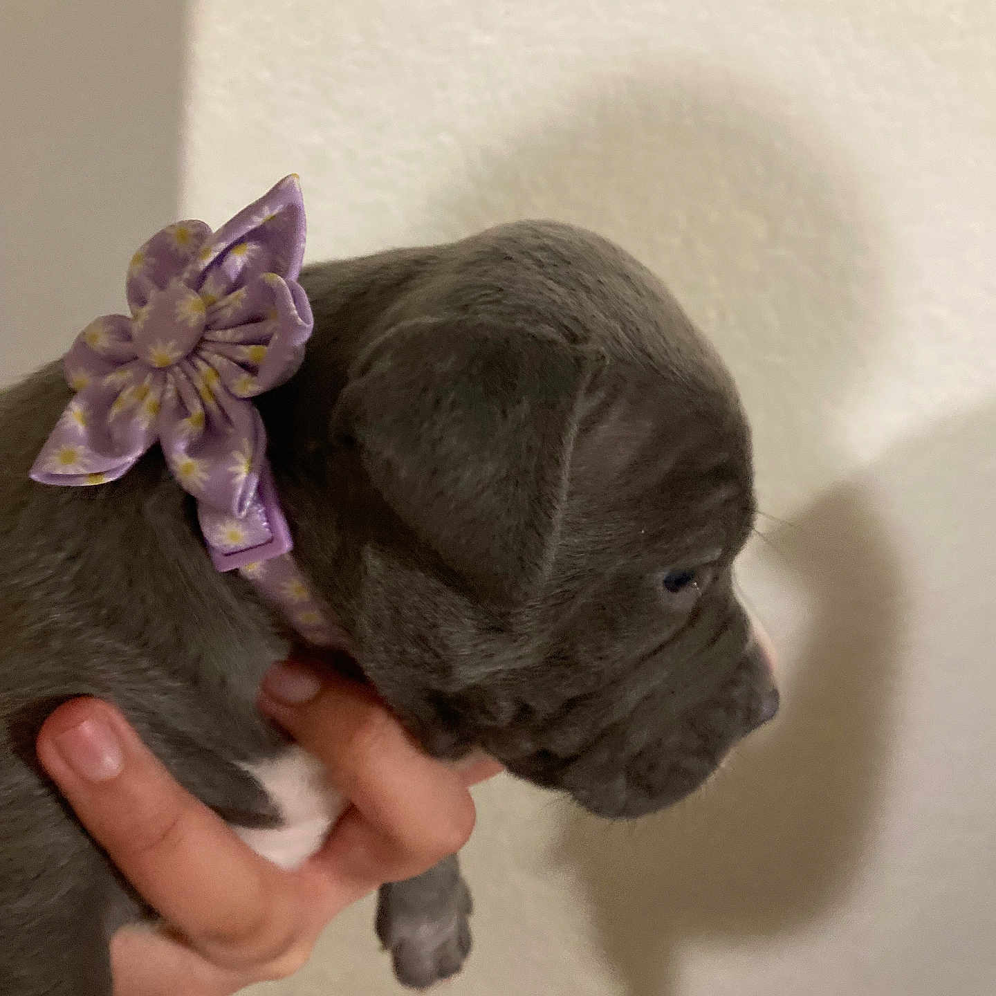 Stella joined the competition — help win amazing prizes! puppy, dog, gray, flower_collar, hand, shadow, wall, pet, cute, young, animal, domestic_animal, fur, collar, indoor, small, portrait, side_view, mammal, looking_down