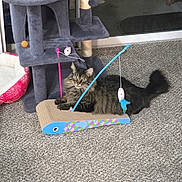 Kai is registered to the contest to win money with this photo: cat, tabby_cat, carpet, cat_tree, scratcher_toy, toy, pet, indoor, furniture, window, reflection, gray, colorful, animal, relaxing, pet_toy, playful, floor, domestic_cat, resting