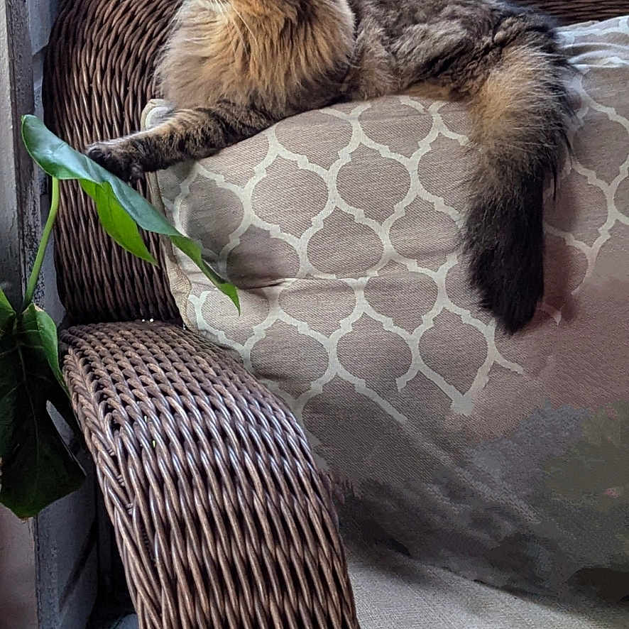 Keikei is registered to the contest to win money with this photo: cat, cozy, cushion, daylight, domestic_animal, feline, fluffy, fur, home, indoor, looking_away, pattern, pet, pillow, plant, porch, relaxed, sitting, wicker_chair, window