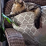 Keikei joined the competition — help win amazing prizes! cat, fluffy_cat, wicker_chair, cushion, indoor, window_light, relaxed, pet, furniture, patterned_cushion, long_fur, tabby_cat, plant_leaf, cozy, resting, side_view, animal, domestic_cat, curious, natural_light