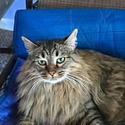 Keikei joined the competition — help win amazing prizes! cat, fluffy, feline, pet, indoor, blue_chair, fur, whiskers, green_eyes, portrait, relaxed, animal, mammal, domestic, resting, closeup, screen_capture, user_interface, photo_gallery, mobile_phone