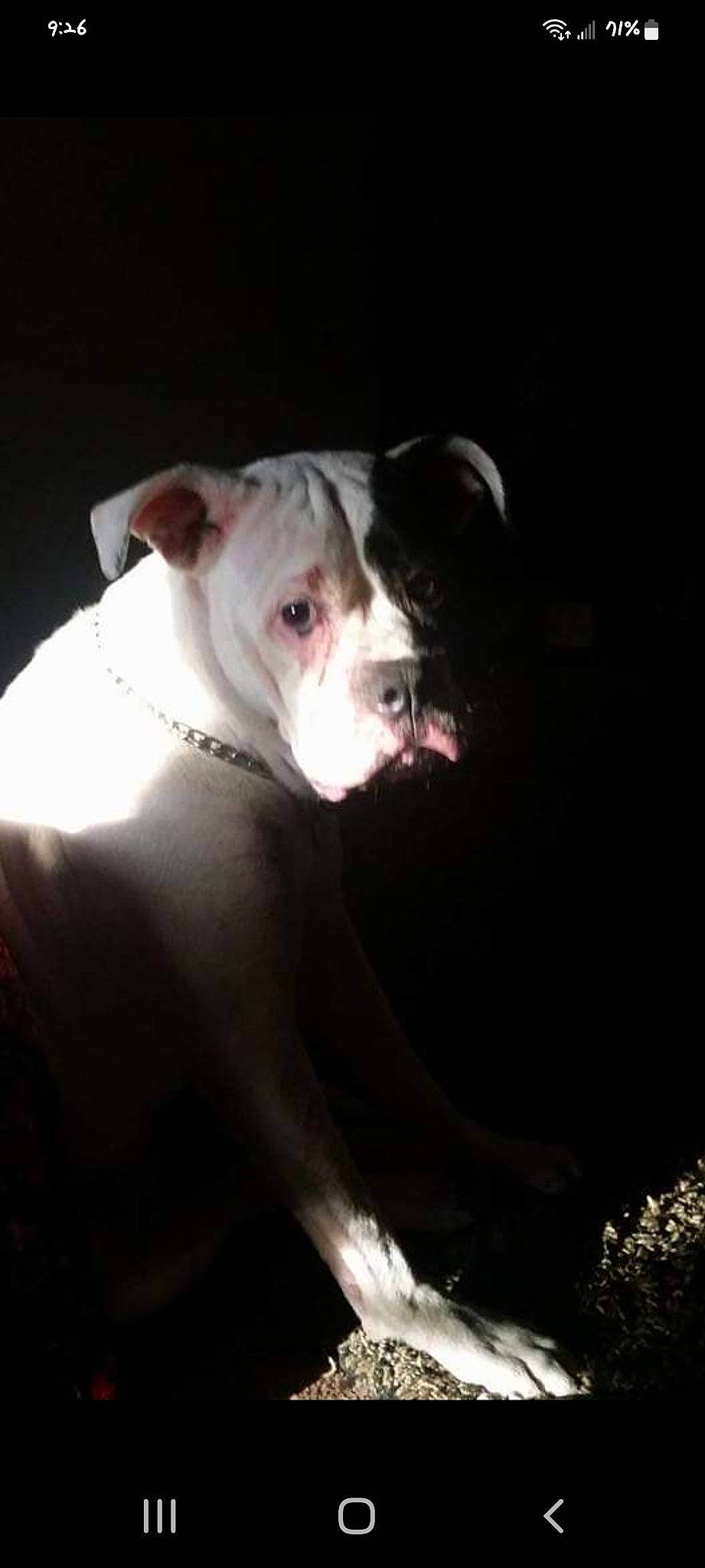 Toot joined the competition — help win amazing prizes! boxer, bulldog, canidae, carnivore, companion_dog, cordoba_fighting_dog, darkness, dog, dog_breed, fawn, flash_photography, molosser, non_sporting_group, snout, sporting_group, terrestrial_animal, toy_dog, whiskers, working_animal