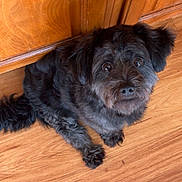 Bear Bear And Milo joined the competition — help win amazing prizes! adorable, alert, animal, black_dog, canine, companion, curious, cute, dog, domestic_animal, friendly, fur, furry, indoor, looking_up, pet, sitting, small_dog, wooden_cabinet, wooden_floor