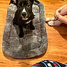 Bear Bear And Milo joined the competition — help win amazing prizes! animal, black_dog, child, cozy, cute, dog, floor, home, indoor, legs, patterned_clothing, pet, pet_bed, playful, puppy, resting, socks, toy, white_markings, wooden_floor