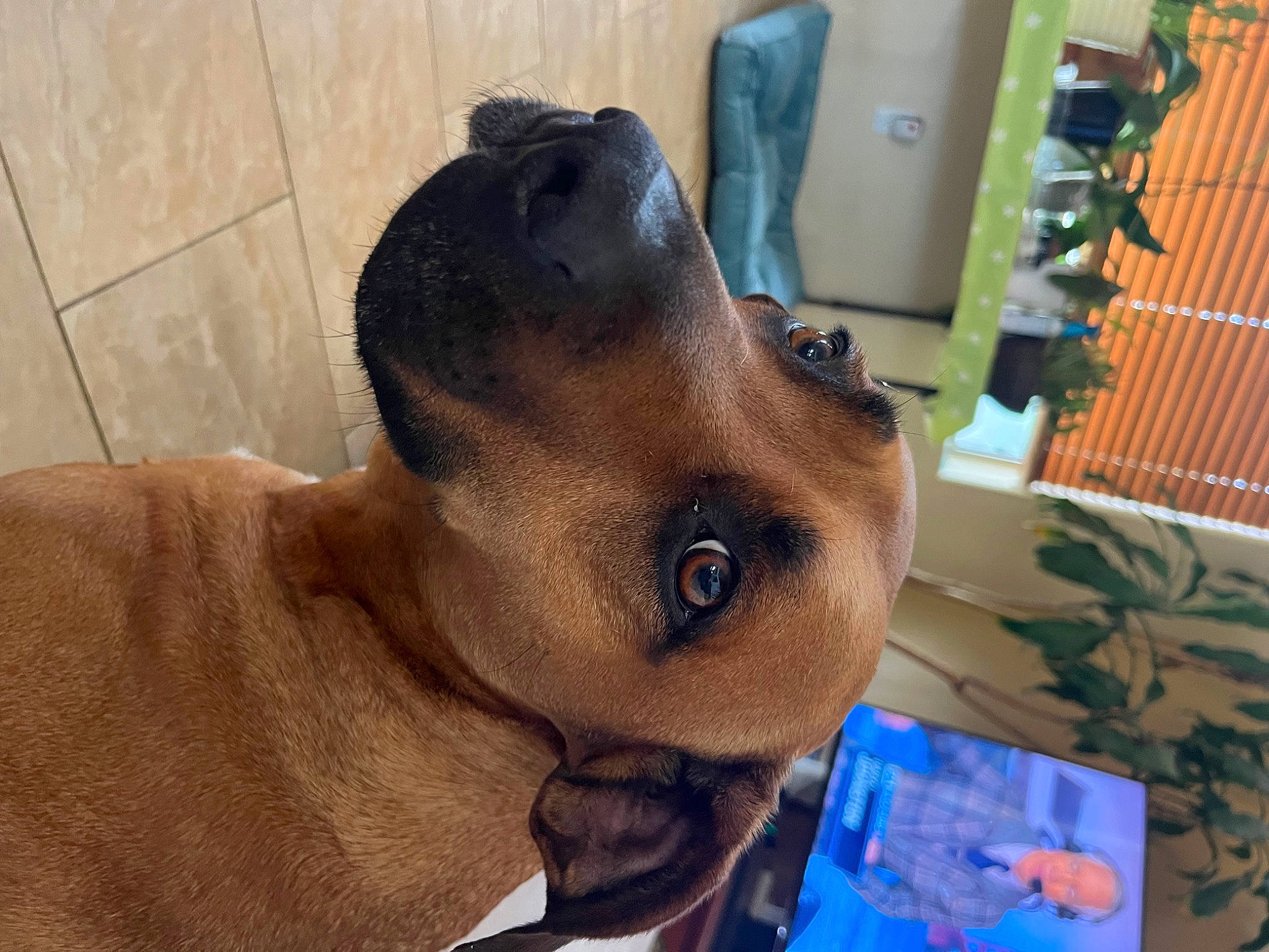 Zoey is registered to the contest to win money with this photo: canidae, carnivore, companion_dog, dog, dog_breed, ear, eyewear, fawn, fur, head, jaw, liver, pet_supply, snout, sporting_group, tail, terrestrial_animal, whiskers, working_animal, wrinkle