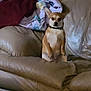 alert, animal, blanket, canine, collar, comfort, couch, cozy, curious, dog, domestic_animal, furniture, home, indoor, leather_couch, living_room, pet, relaxing, sitting, small_dog
