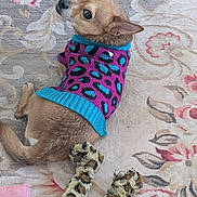 Max joined the competition — help win amazing prizes! dog, chihuahua, pet, sweater, leopard_print, purple_sweater, turquoise_trim, toy, plush_toy, carpet, rug, looking_back, brown_fur, big_eyes, small_dog, indoor, cozy, patterned_background, cute, ear