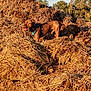 dog, hay, outdoor, animal, brown_dog, harness, sunlight, nature, pile, grass, field, canine, tongue_out, daytime, trees, sky, farm, pet, mammal, standing
