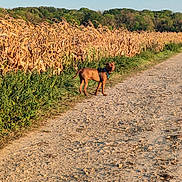 Aston participe au concours pour gagner de l'argent avec cette photo : dog, brown_dog, harness, dirt_path, corn_field, dry_corn, greenery, trees, blue_sky, outdoor, nature, canine, pet, walking, rural, sunlight, daytime, animal, scenery, summer