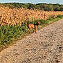 dog, brown_dog, harness, dirt_path, corn_field, dry_corn, greenery, trees, blue_sky, outdoor, nature, canine, pet, walking, rural, sunlight, daytime, animal, scenery, summer