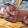 dog, brown_dog, pet, canine, laying_down, blanket, yellow_blanket, cushion, patterned_cushion, indoor, relaxed, side_view, fur, ears, snout, paw, resting, companion, animal, domestic