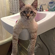 Stinky is registered to the contest to win money with this photo: animal, bathroom, bathtub, cat, curious, cute, domestic, fixture, floor, fur, indoor, mischievous, paws, pet, plumbing, relaxed, sink, soap_dispenser, towel, wall