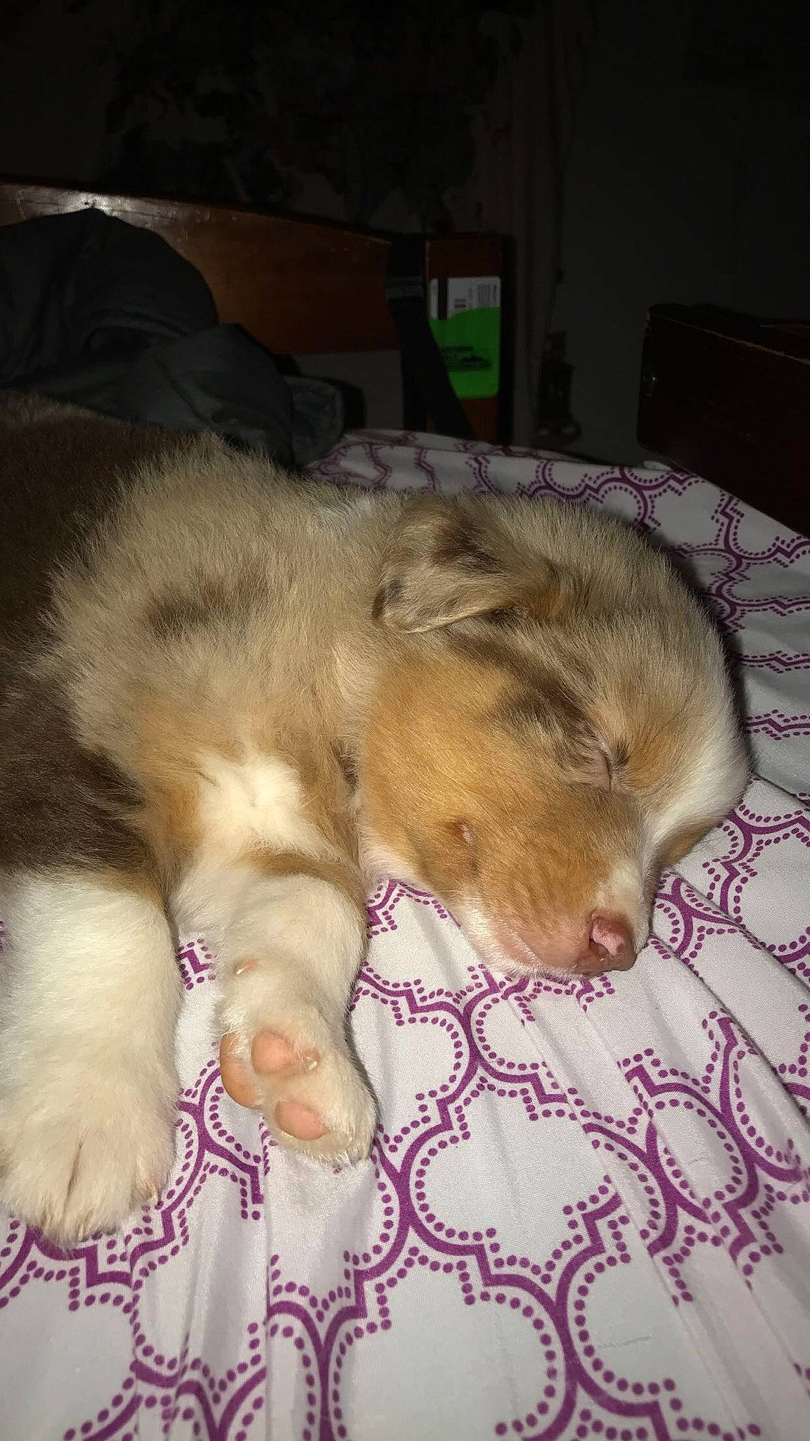 Bozo joined the competition — help win amazing prizes! bedtime, canidae, carnivore, claw, comfort, companion_dog, dog, dog_breed, dog_supply, fawn, fur, linens, paw, sleep, snout, sporting_group, working_animal, working_dog