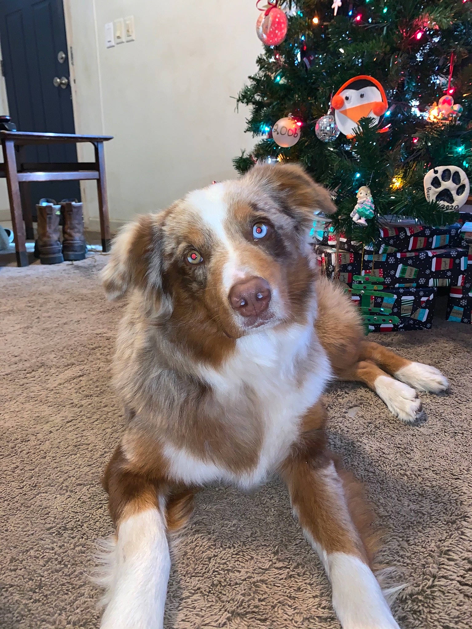 Bozo joined the competition — help win amazing prizes! canidae, carnivore, christmas, christmas_decoration, christmas_eve, christmas_lights, christmas_ornament, christmas_tree, companion_dog, dog, dog_breed, fawn, fur, holiday, holiday_ornament, interior_design, ornament, sporting_group, vertebrate, working_animal