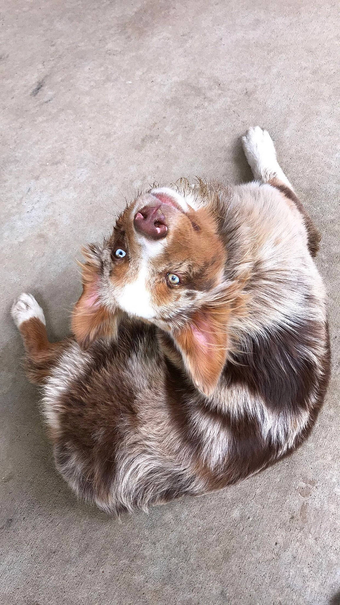 Bozo is registered to the contest to win money with this photo: beige, brown, canidae, carnivore, dog, dog_breed, fawn, foot, fur, kitten, liver, paw, skin, small_to_medium_sized_cats, snout, whiskers