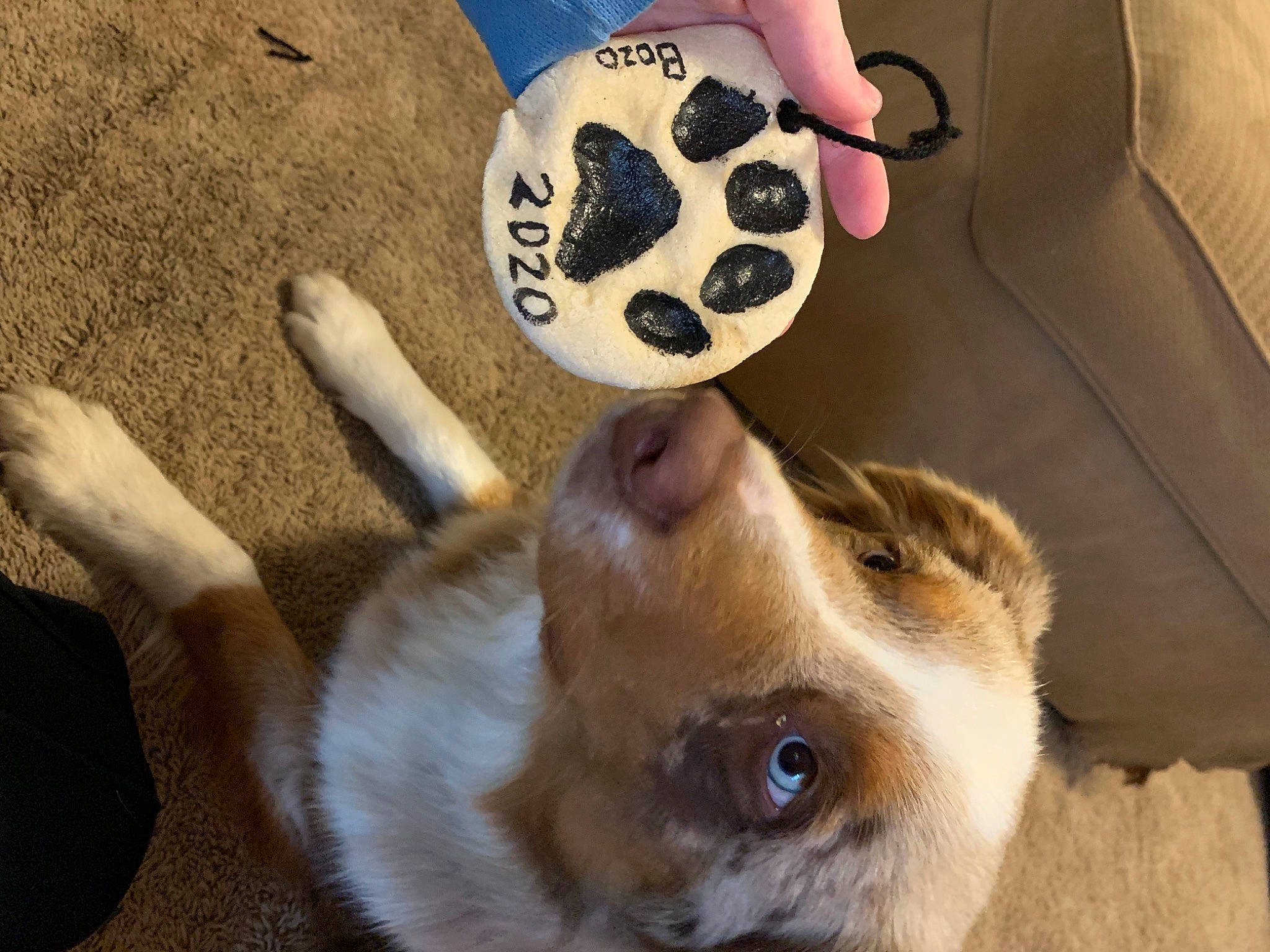Bozo joined the competition — help win amazing prizes! beige, canidae, carnivore, companion_dog, dog, dog_breed, fawn, fur, leather, snout, sporting_group, whiskers, working_animal