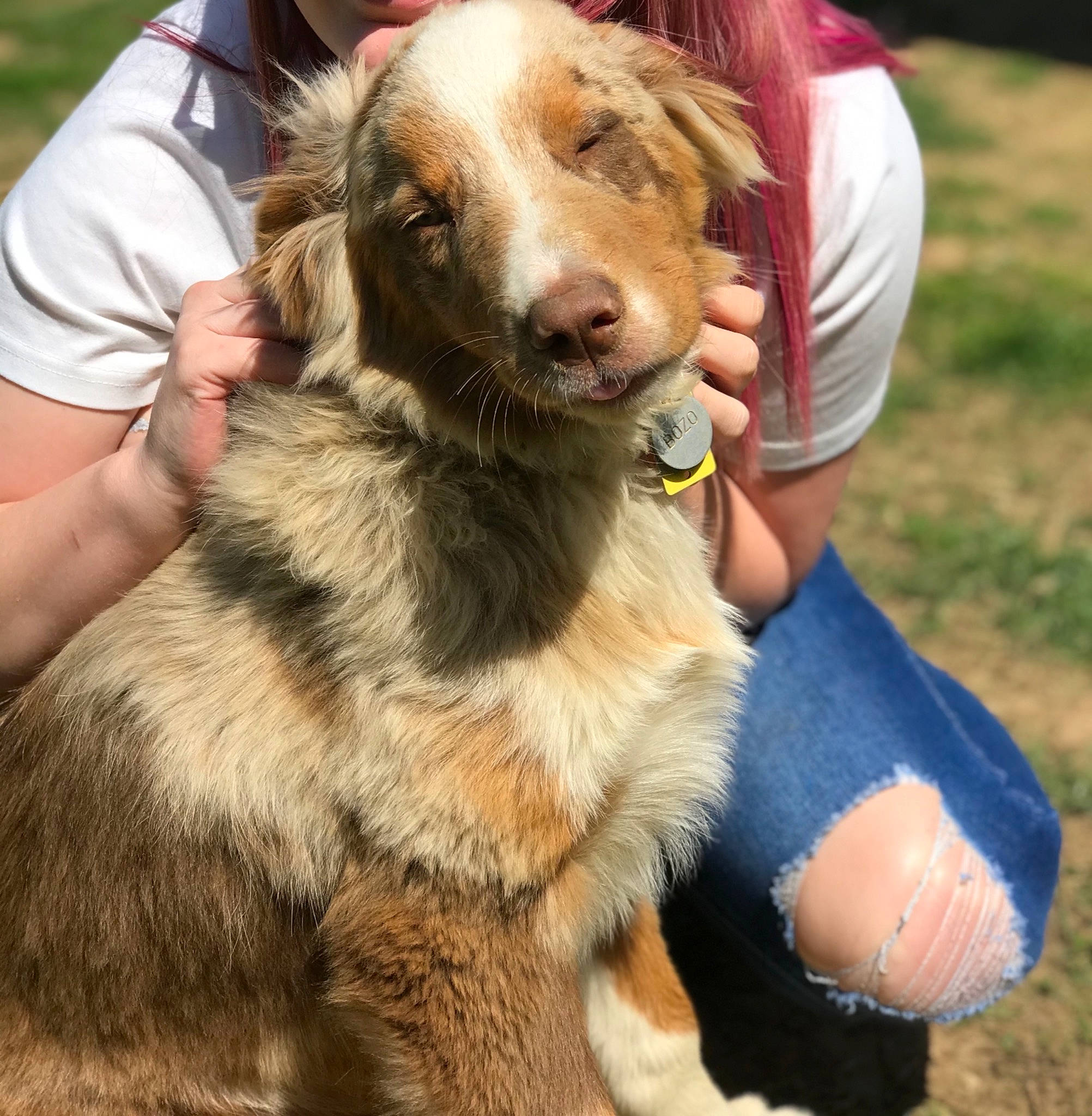 Bozo joined the competition — help win amazing prizes! animal_training, carnivore, collar, companion_dog, dog, dog_breed, fawn, fur, human, love, people_in_nature, pet_supply, sporting_group, vertebrate