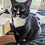 Simba joined the competition — help win amazing prizes! cat, tuxedo_cat, pet, indoor, bed, cardboard_box, whiskers, black_and_white, curious, feline, domestic_cat, bedroom, furniture, soft_lighting, close_up, animal, sitting, cute, domestic, cozy