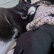 Simba joined the competition — help win amazing prizes! cat, black_and_white, paw, blanket, fabric, indoor, relaxed, feline, whiskers, fur, resting, cozy, pet, animal, home, closeup, laying, cute, soft, comfort