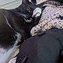 cat, black_and_white, paw, blanket, fabric, indoor, relaxed, feline, whiskers, fur, resting, cozy, pet, animal, home, closeup, laying, cute, soft, comfort