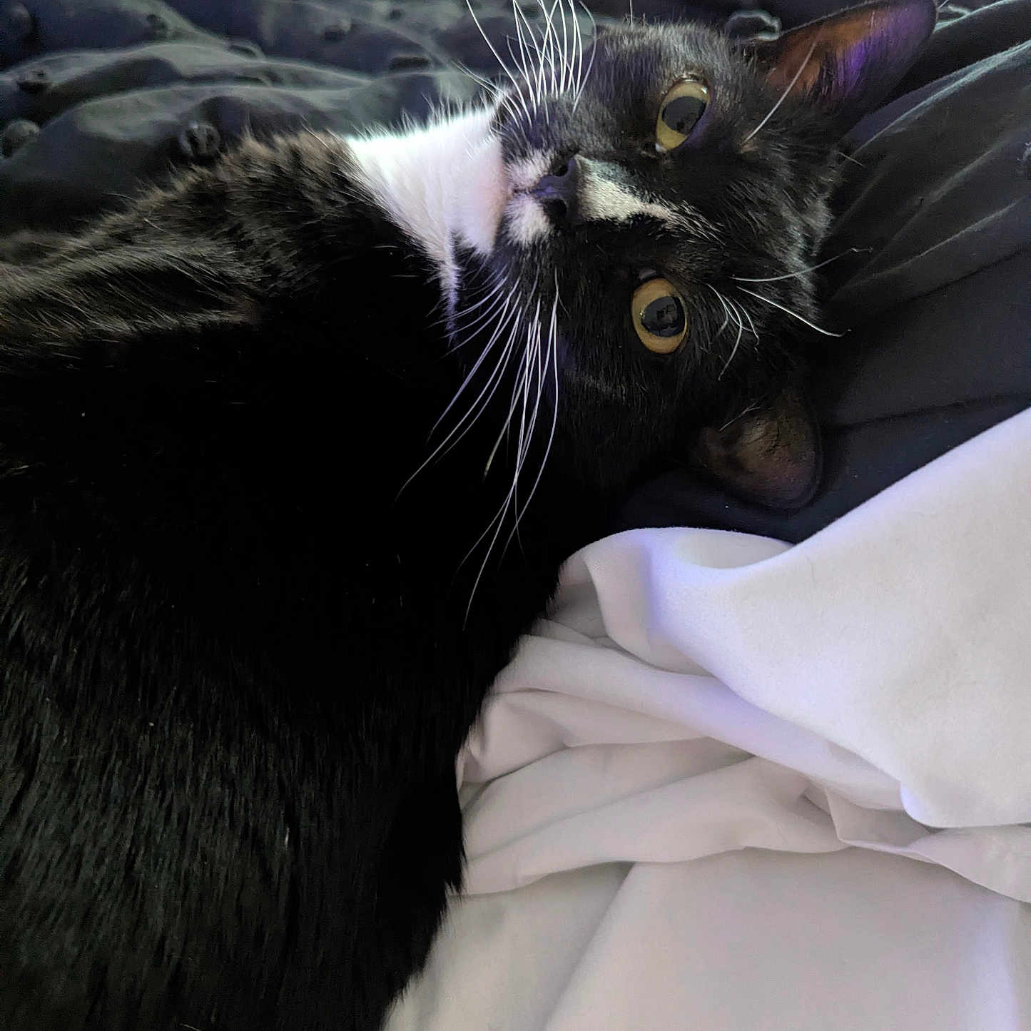 Simba joined the competition — help win amazing prizes! animal, bed, black_and_white, blanket, cat, comfortable, cozy, cute, domestic, eyes, feline, fur, indoor, looking, pet, relaxed, resting, soft, tuxedo_cat, whiskers