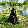 Twillie participe au concours pour gagner de l'argent avec cette photo : dog, black_dog, grass, river, water, trees, bushes, outdoor, nature, sky, clouds, leash, pet, canine, animal, sunlight, daytime, sitting, fur, landscape